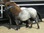 Picture of L'amour of Northstar 40p, Champion, Diplom, Prem GI. Sld.